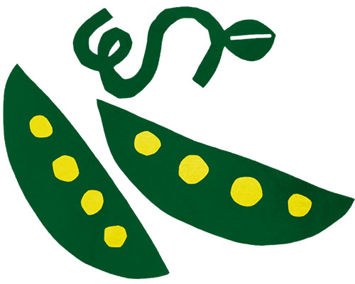 erbse