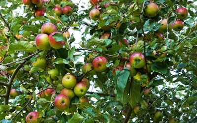 Apfelzeit – Ernten, Feiern, Pflegen